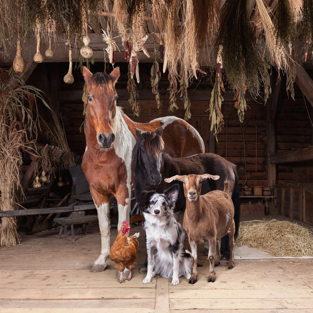a group of farm animals posing together, as in a family photo