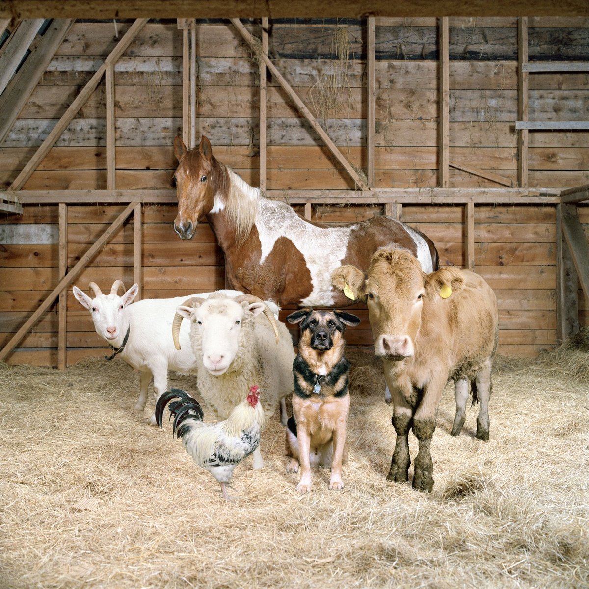 a group of farm animals posing together, as in a family photo