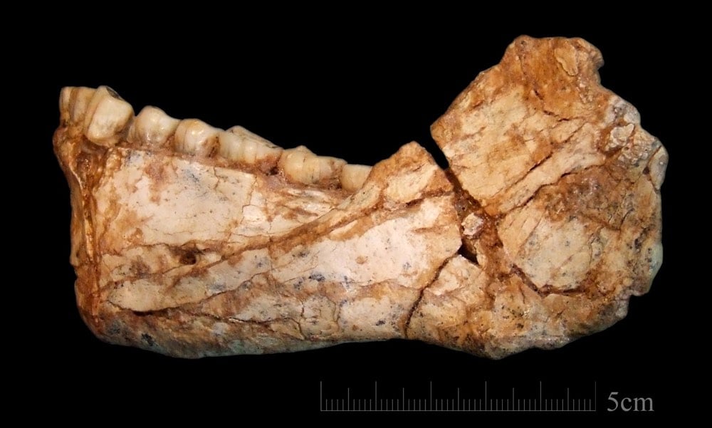 Oldest Human Jawbone
